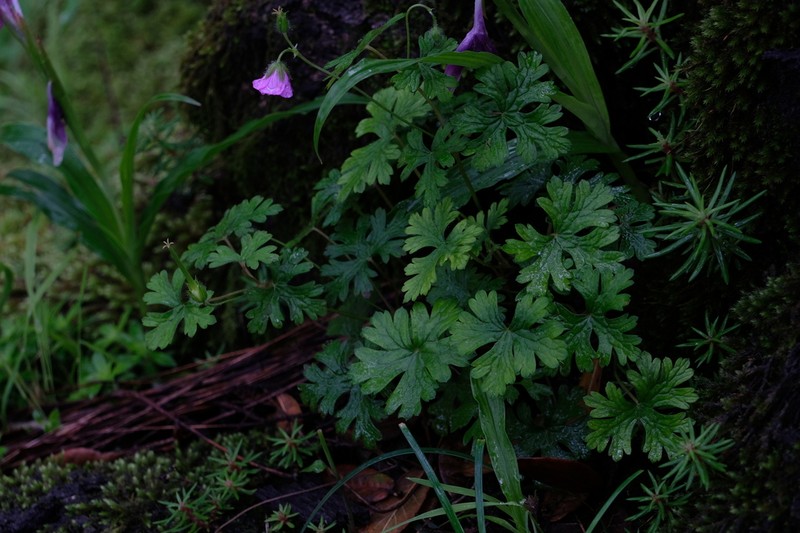 Geranium strictipes photo 3