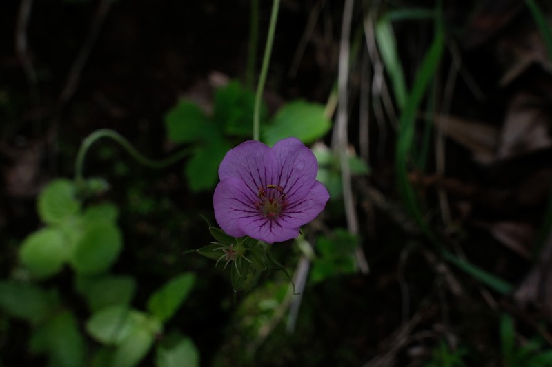 Geranium strictipes photo 4