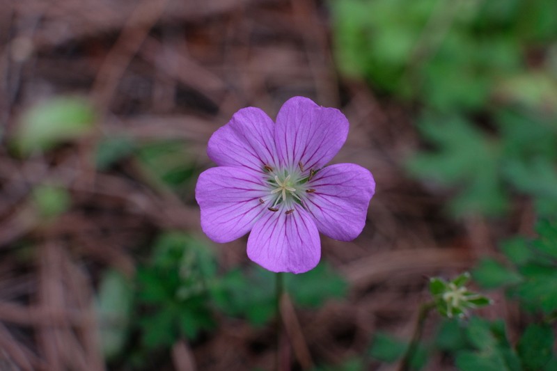 Geranium strictipes photo 5