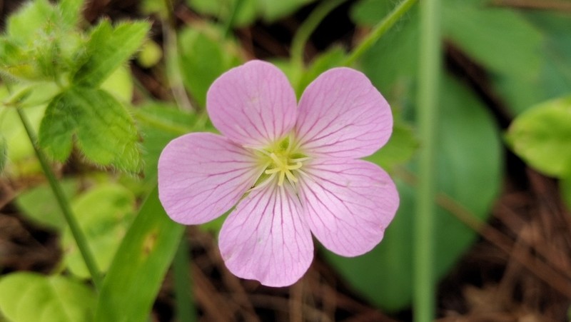 Geranium strictipes photo 6