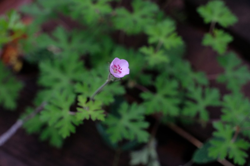 Geranium strictipes photo 7