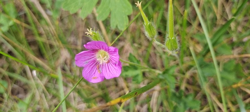 Geranium strictipes photo 8