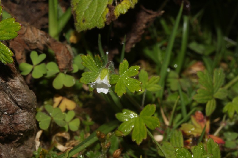 Geranium stuebelii