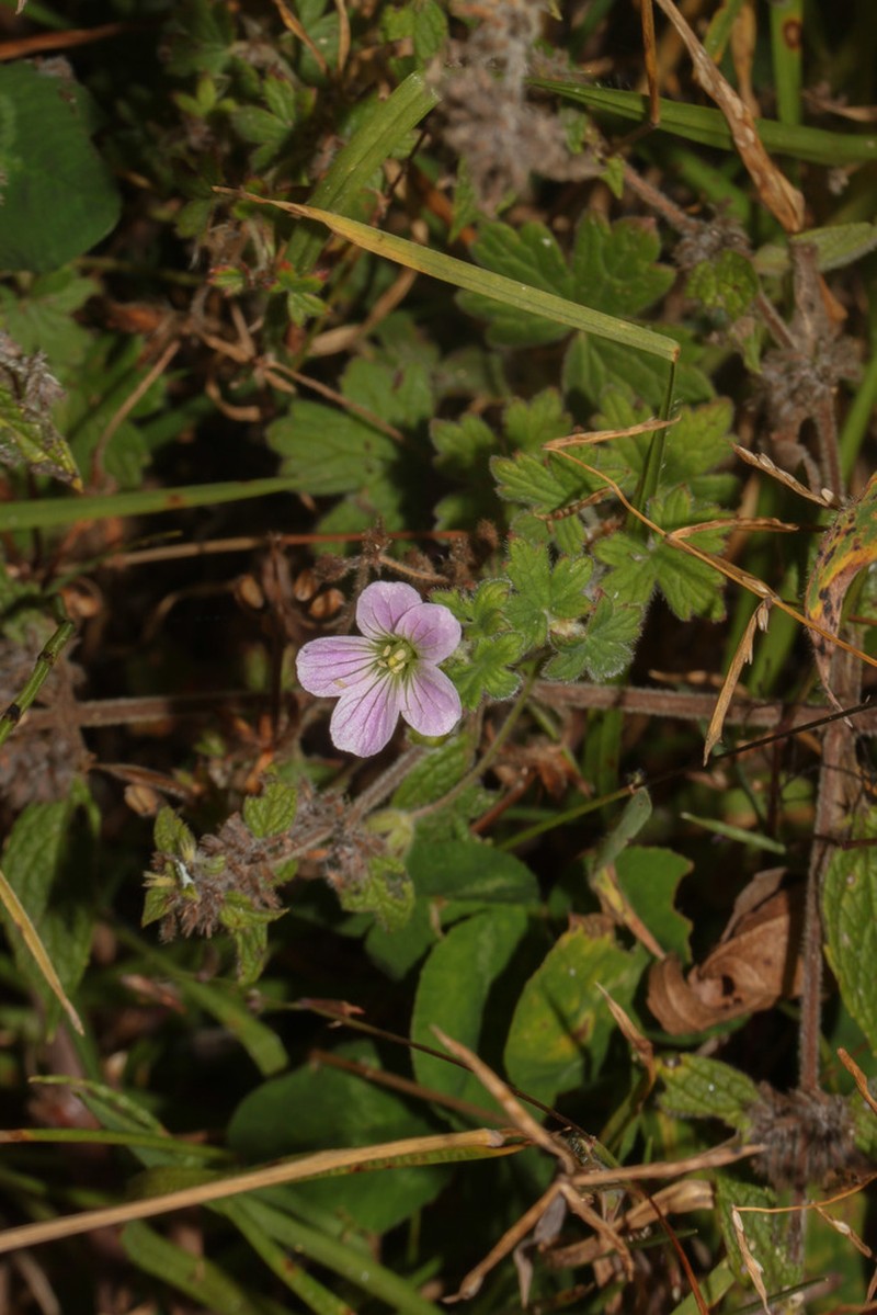 Geranium stuebelii photo 2