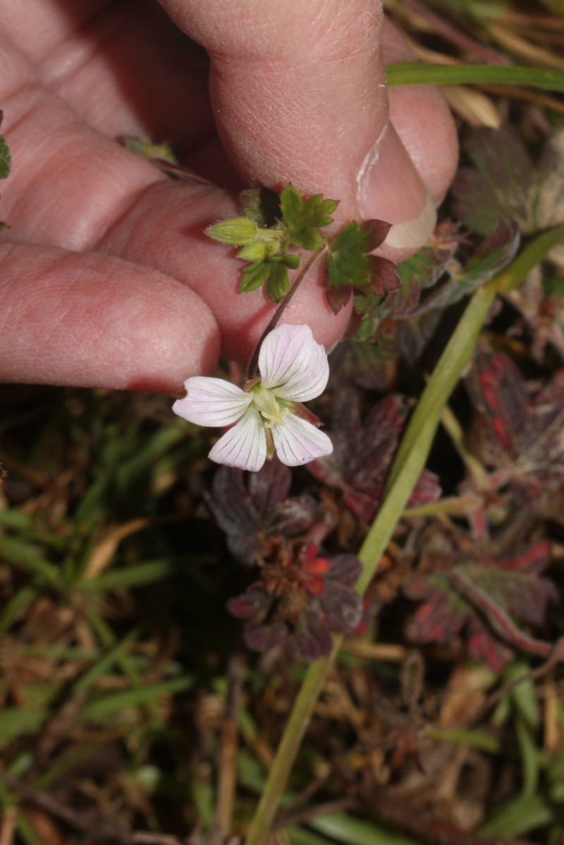 Geranium stuebelii photo 3