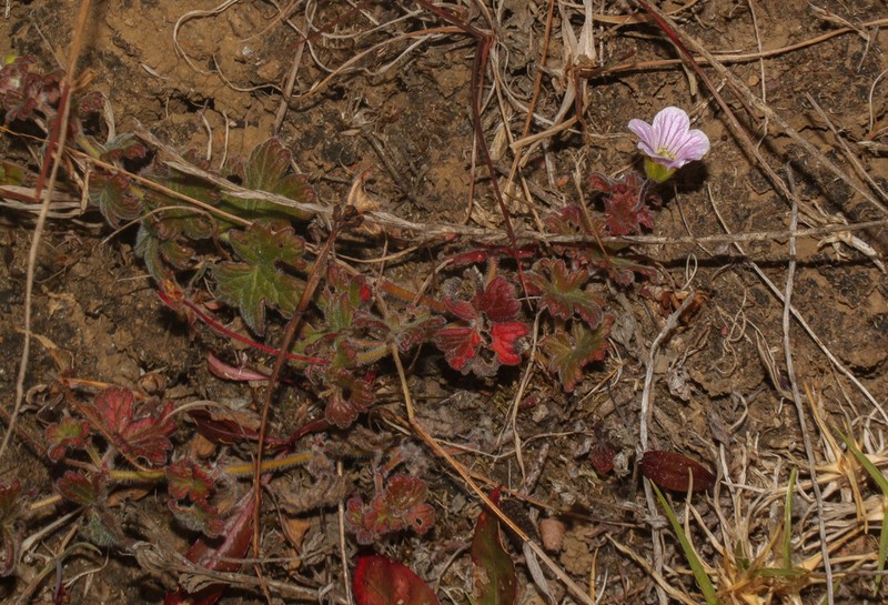 Geranium stuebelii photo 4