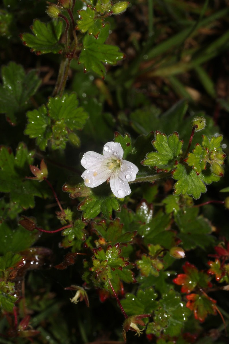 Geranium stuebelii photo 6