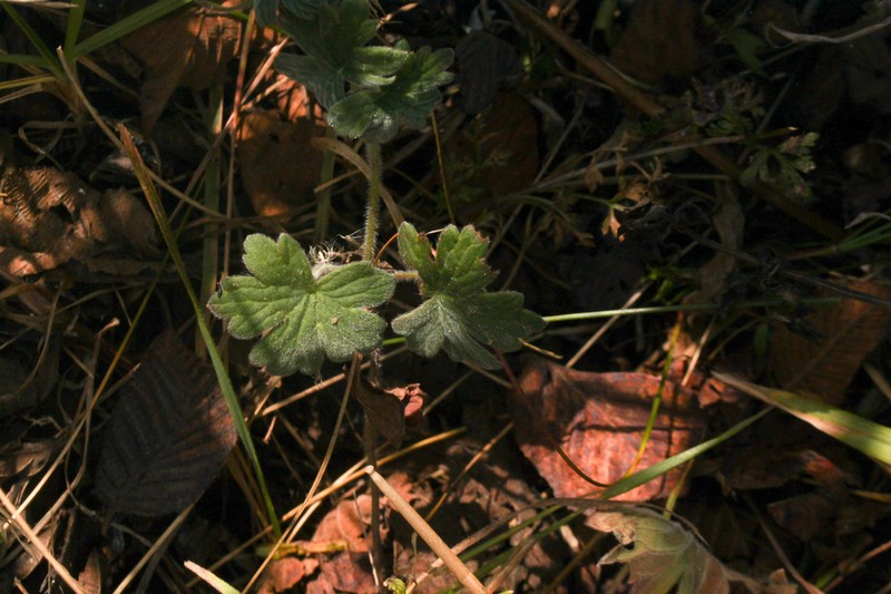 Geranium stuebelii photo 7