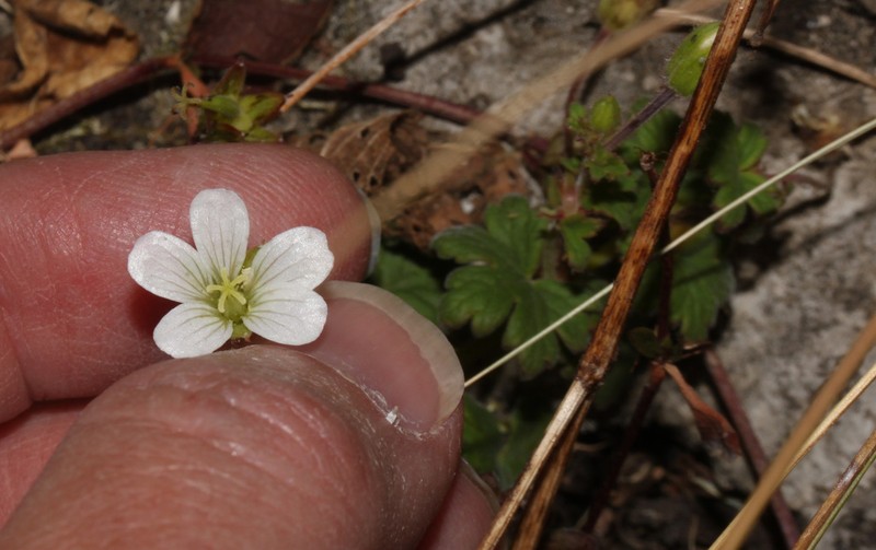 Geranium stuebelii photo 8