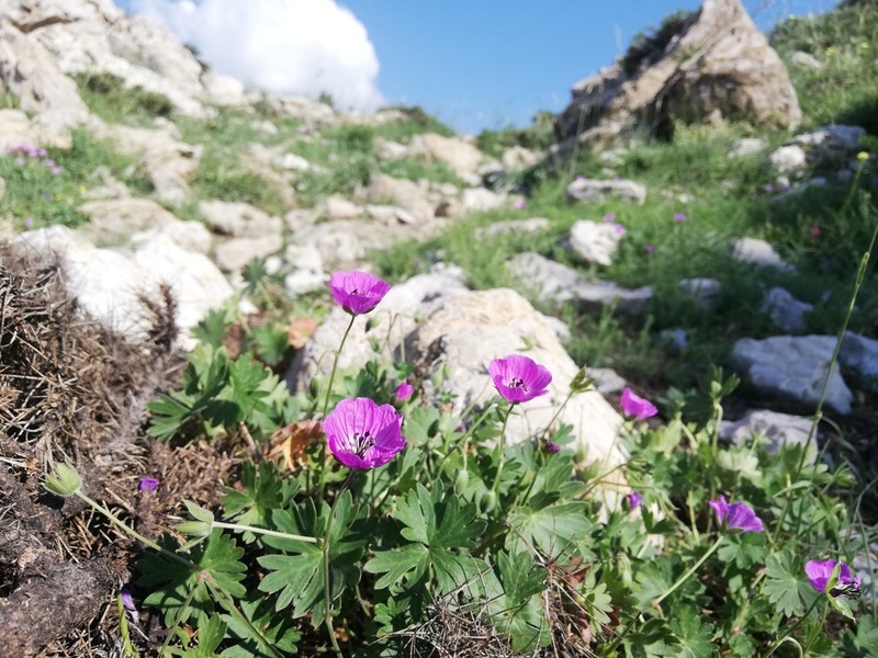 Geranium subacutum