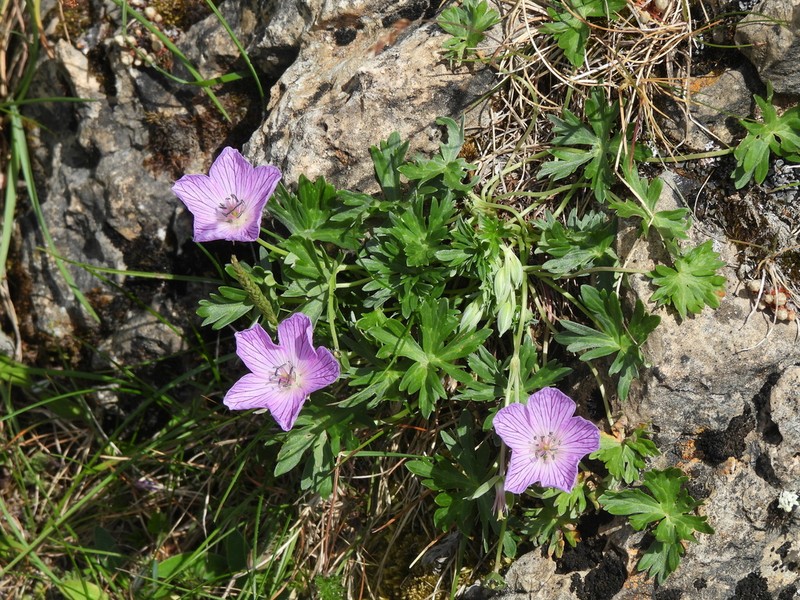 Geranium subargenteum photo 2