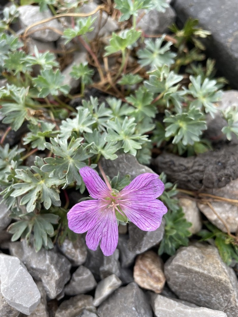 Geranium subargenteum photo 3