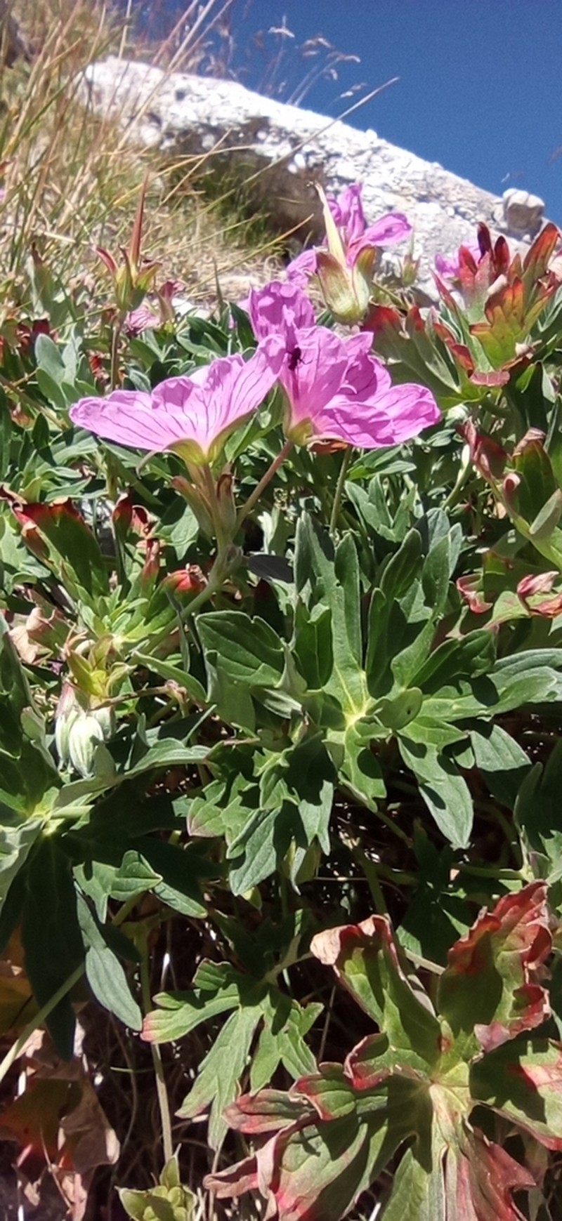 Geranium subargenteum photo 4