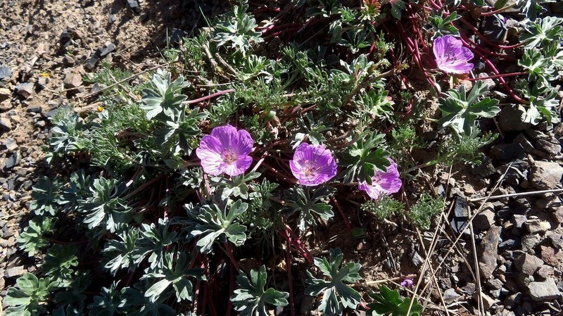Geranium subargenteum photo 5
