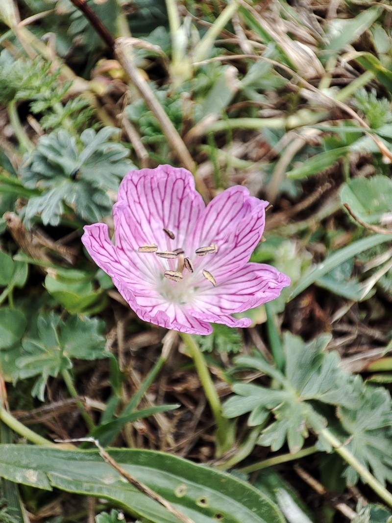 Geranium subargenteum photo 6