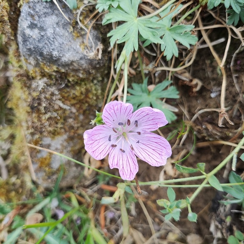 Geranium subargenteum photo 7