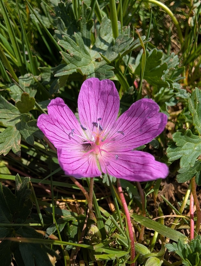 Geranium subargenteum photo 8