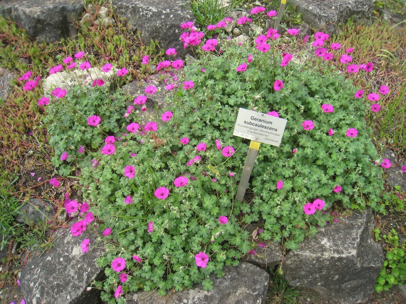 Geranium subcaulescens