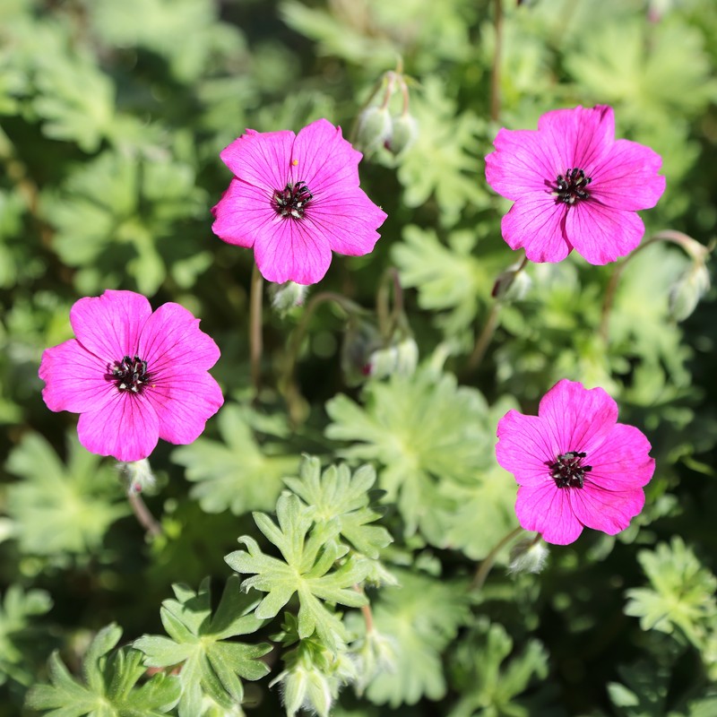 Geranium subcaulescens photo 2