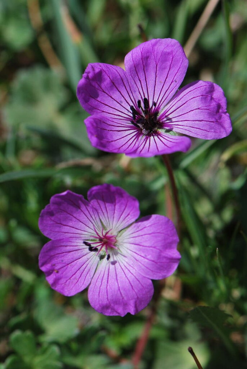 Geranium subcaulescens photo 3