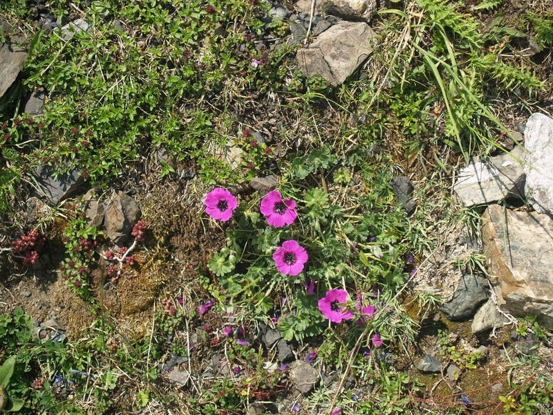 Geranium subcaulescens photo 4