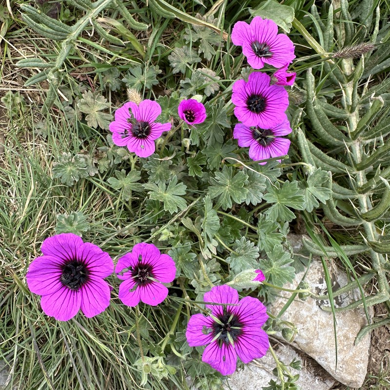 Geranium subcaulescens photo 5