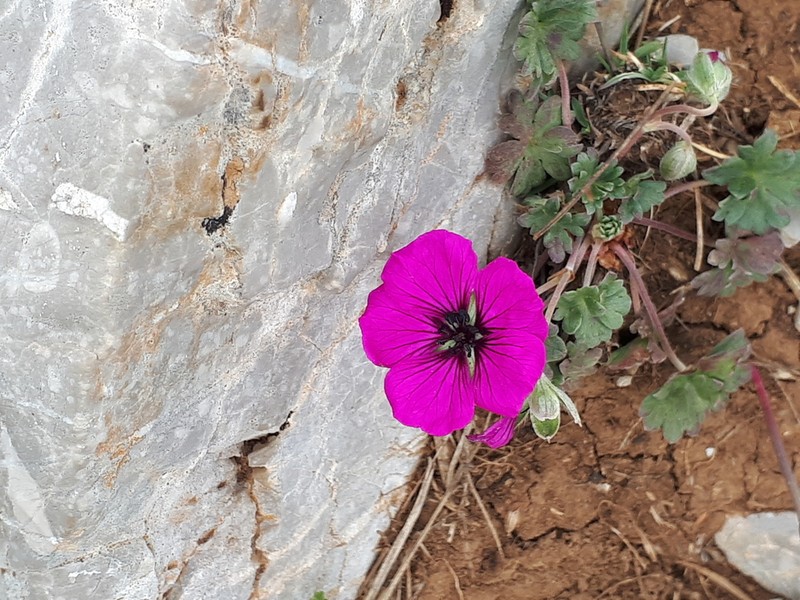 Geranium subcaulescens photo 6