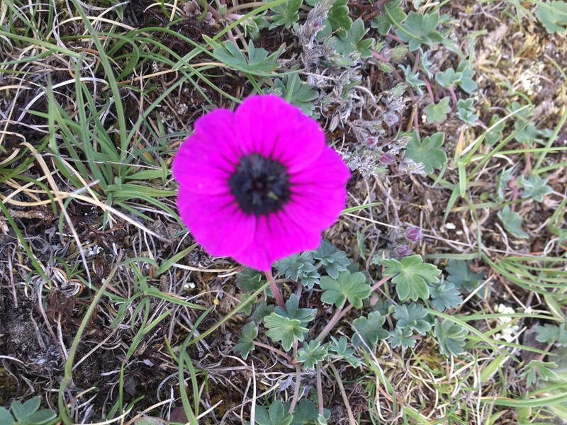 Geranium subcaulescens photo 7