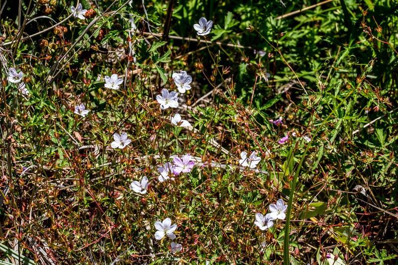 Geranium subglabrum