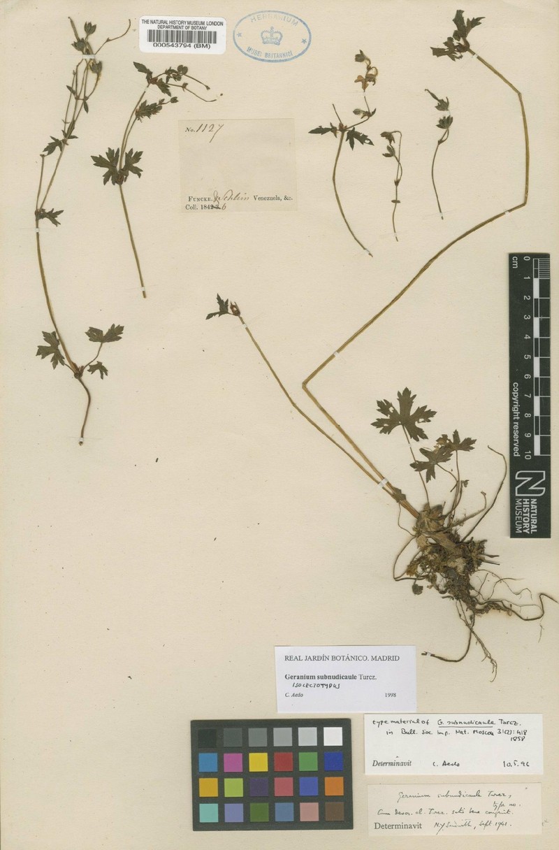 Geranium subnudicaule