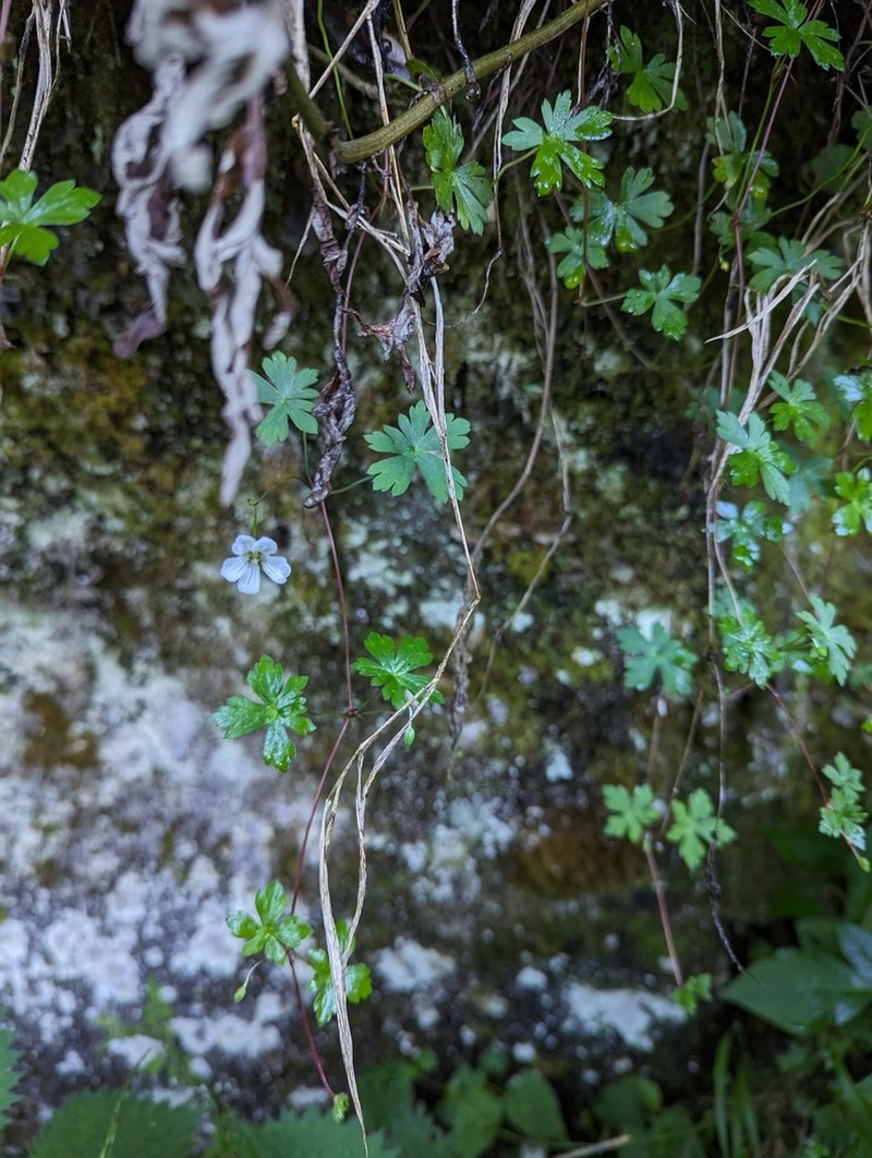 Geranium suzukii