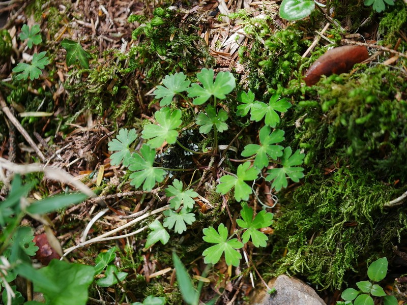Geranium suzukii photo 2