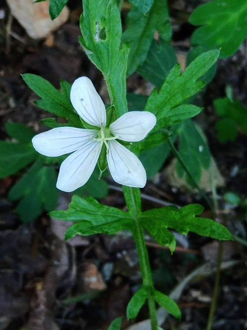 Geranium suzukii photo 3
