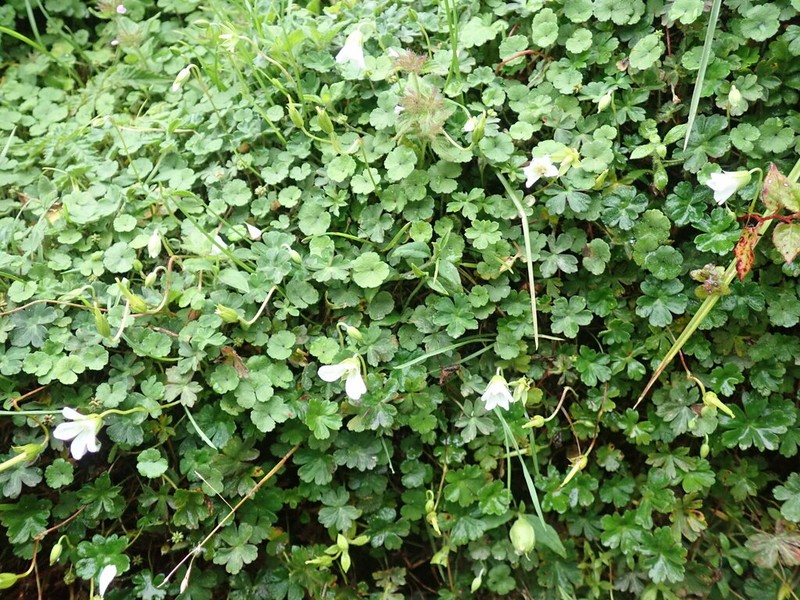 Geranium suzukii photo 4