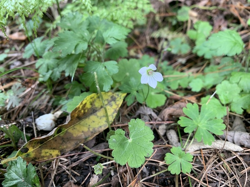Geranium suzukii photo 5