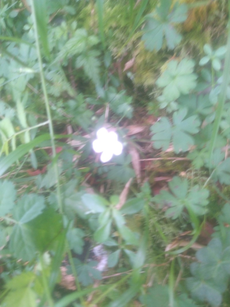 Geranium suzukii photo 6