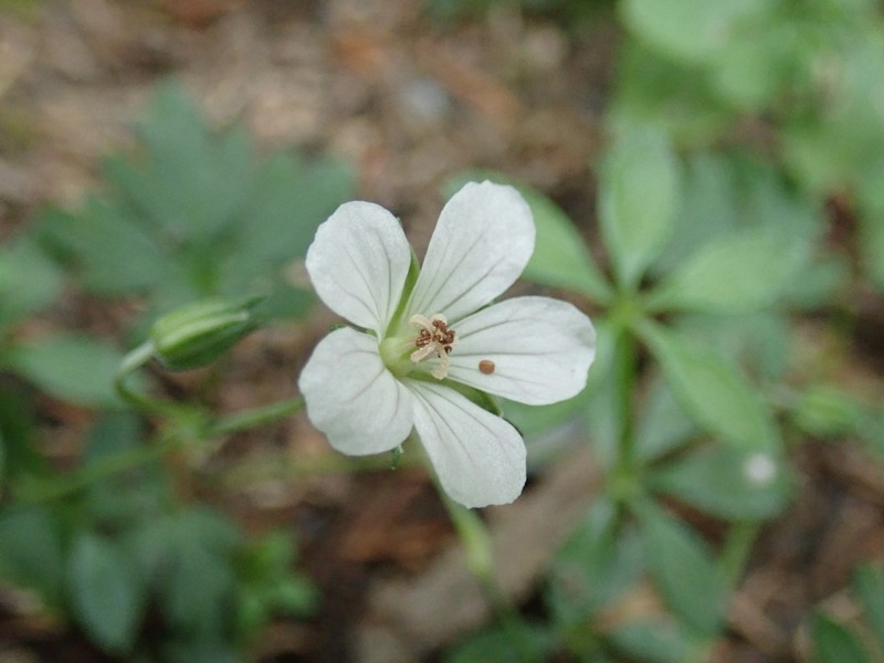Geranium suzukii photo 7