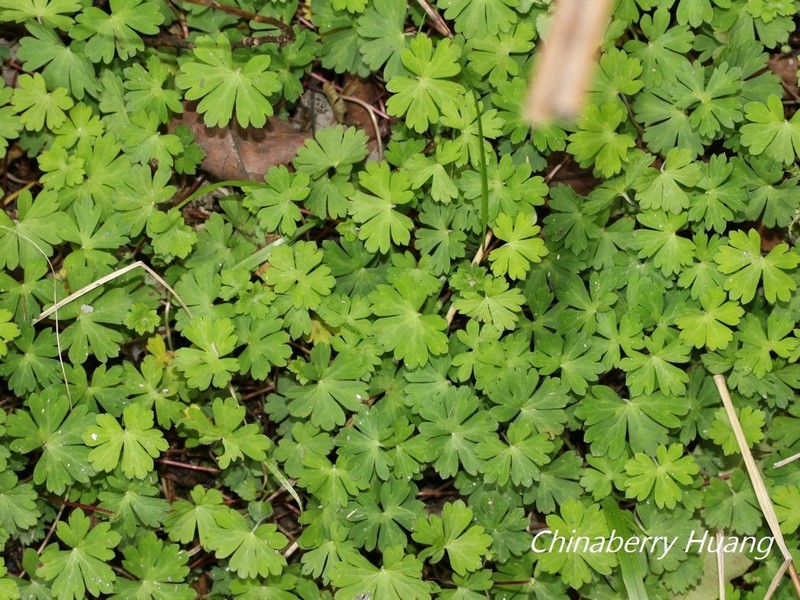 Geranium suzukii photo 8