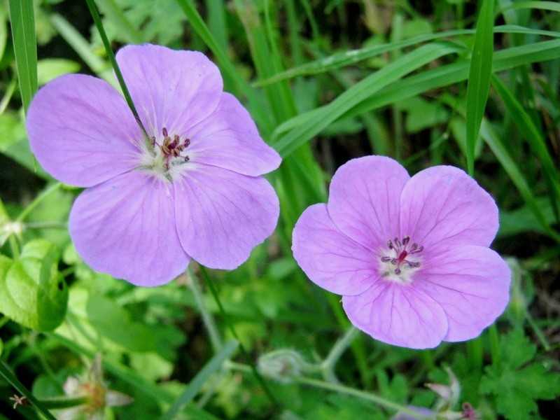 Geranium swatense photo 2