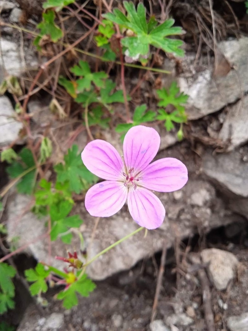 Geranium swatense photo 3