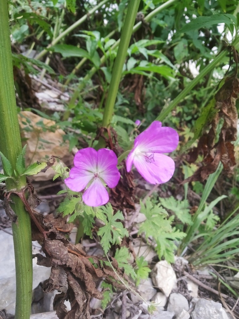 Geranium swatense photo 4