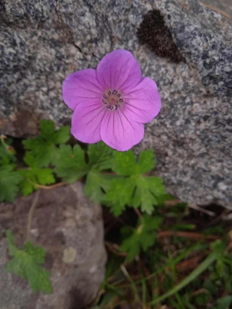 Geranium swatense photo 5