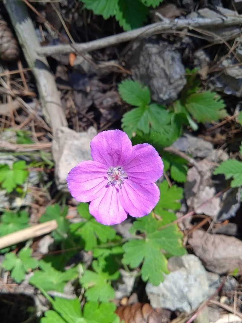 Geranium swatense photo 6