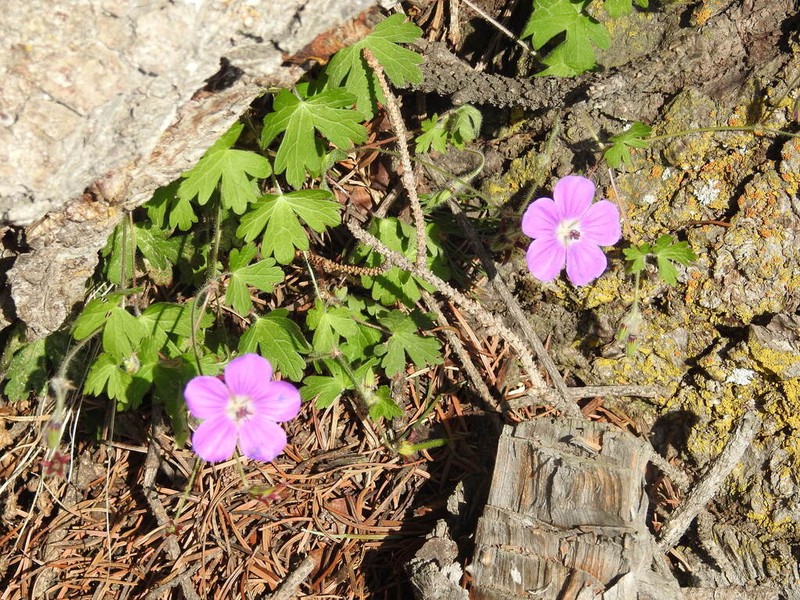 Geranium swatense photo 7