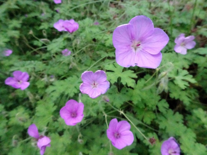 Geranium swatense photo 8
