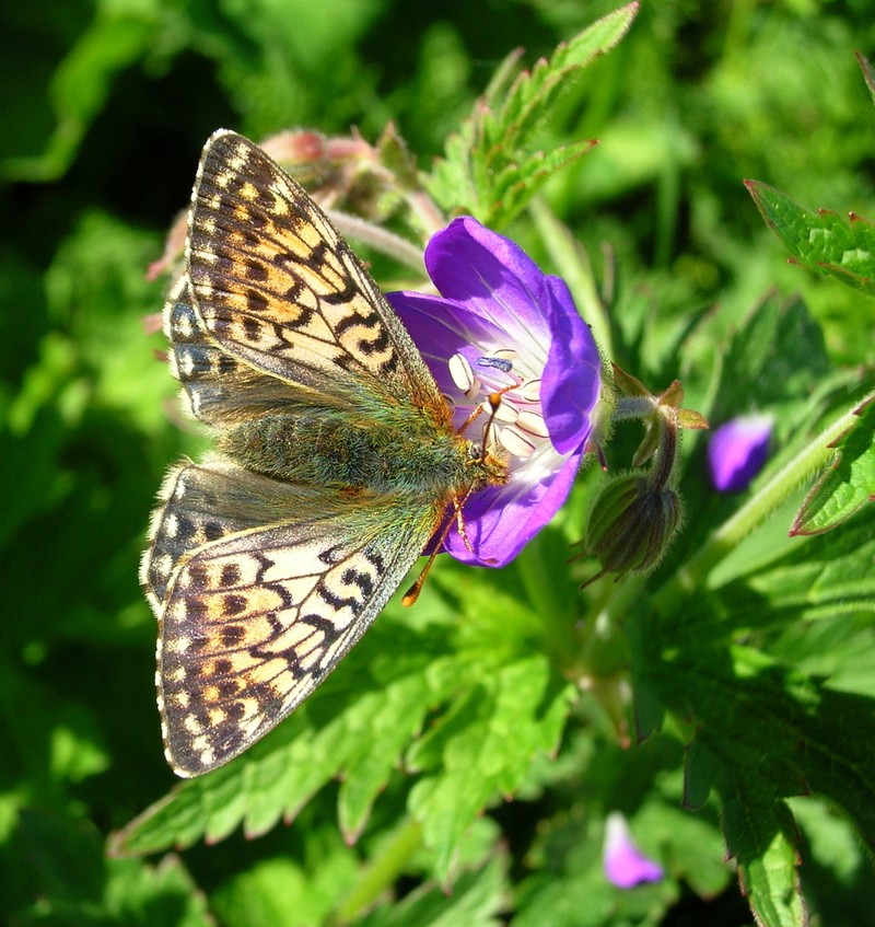 Woodland Geranium photo 3