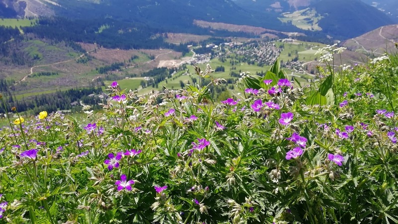 Woodland Geranium photo 4