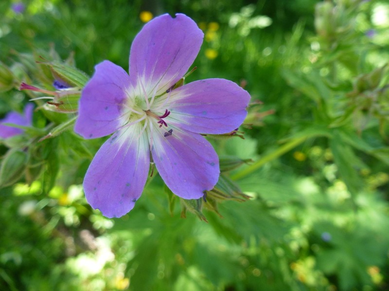 Woodland Geranium photo 5