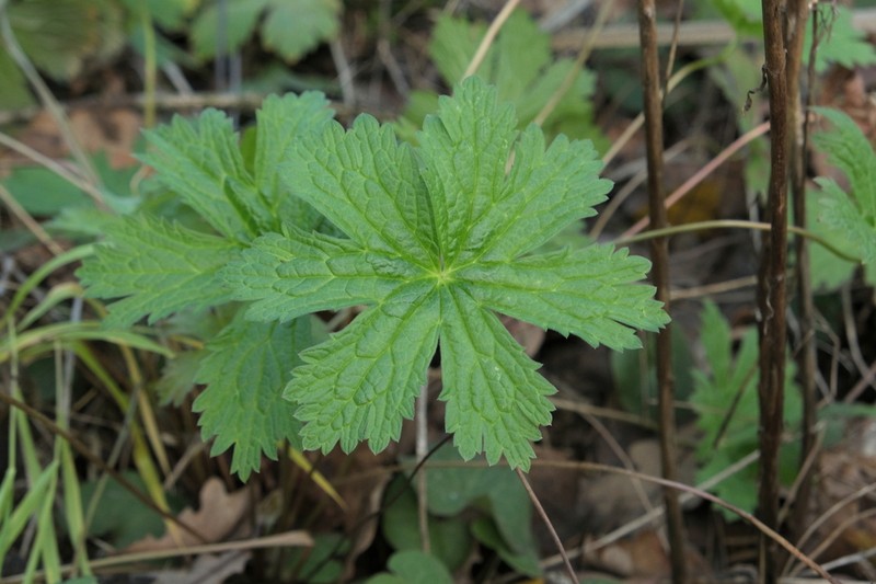 Woodland Geranium photo 6