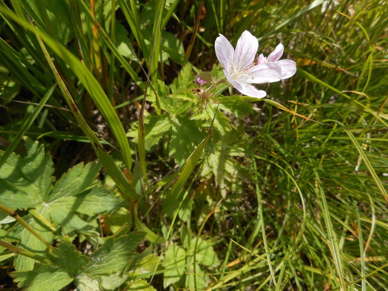 Woodland Geranium photo 7